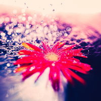 水滴が降り注ぐ水面に浮かぶ鮮やかな赤いガーベラの花の写真