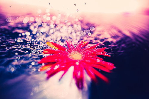 水滴が降り注ぐ水面に浮かぶ鮮やかな赤いガーベラの花