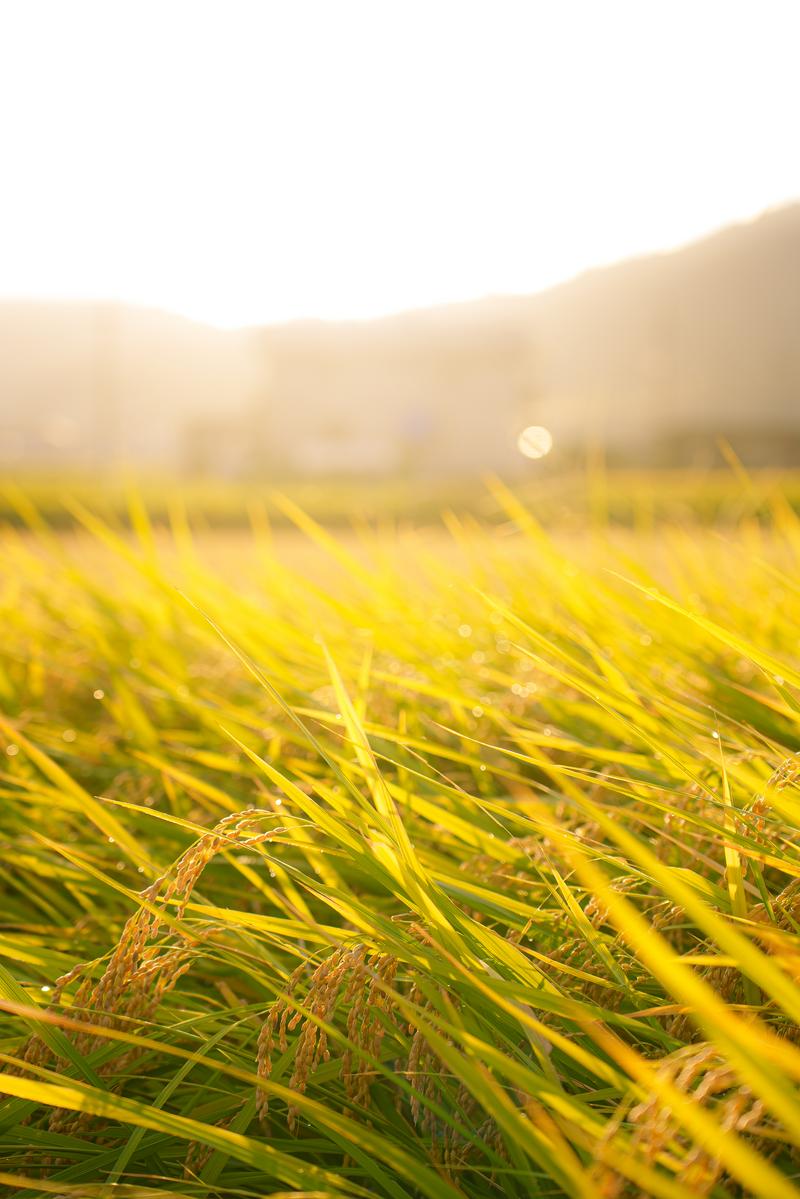 夕日の逆光で黄金色に光る稲穂が風に揺れる田んぼの風景