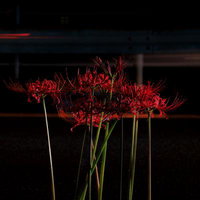 夜の道路脇に咲く真紅の彼岸花のクローズアップの写真
