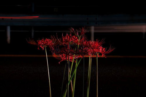 夜の道路脇に咲く真紅の彼岸花のクローズアップ