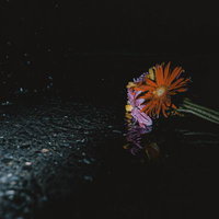 水溜まりに反射するオレンジのガーベラと紫の花束の写真