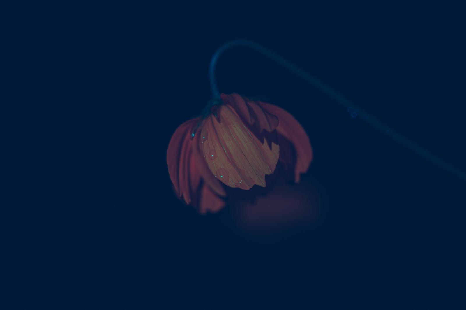 水滴のついた下向きの花