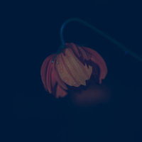 暗闇に浮かぶ赤い花びらに静寂を映す雫と露の写真