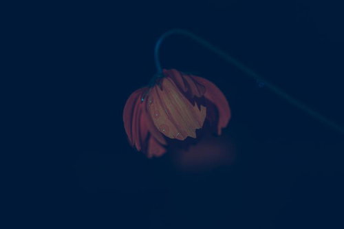 暗闇に浮かぶ赤い花びらに静寂を映す雫と露