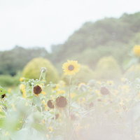 初夏に咲くひまわり畑の満開風景。黄色く開いたひまわりと淡黄色のつぼみの写真