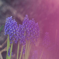 グレープヒヤシンスの花壇の写真