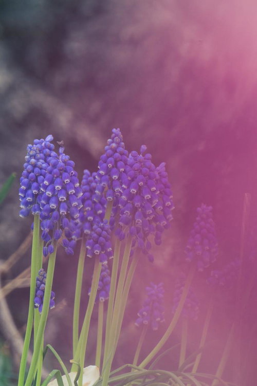 グレープヒヤシンスの花壇