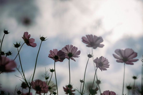 曇り空を背景に咲くコスモスの群生