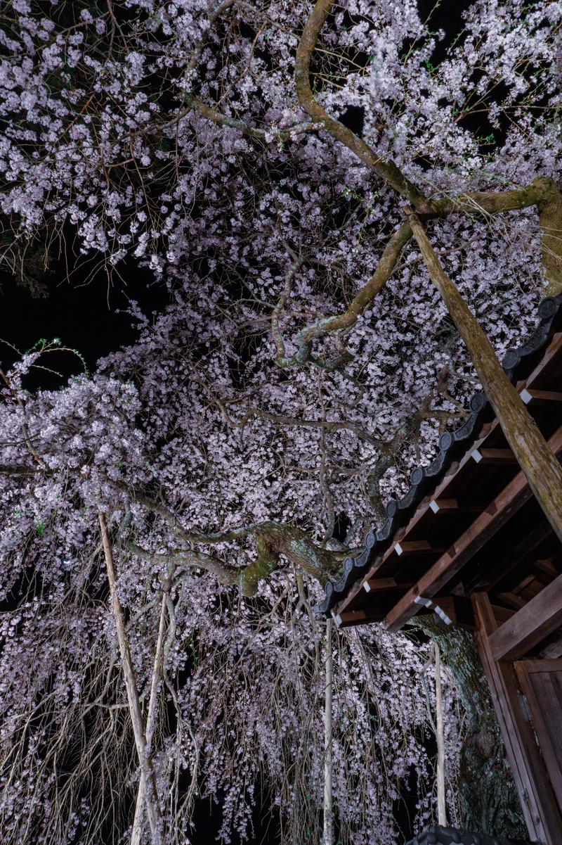 軒先で咲く満開の夜桜。薄紫色の花が照明に照らされている
