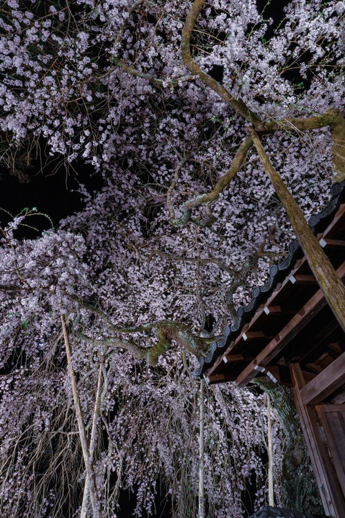 軒先で満開に咲く夜桜と提灯