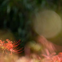 光に照らされる赤い彼岸花の花びらと雄しべの写真