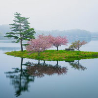 日野川ダム湖に浮かぶ桜と松の小島を包む朝霧の風景の写真