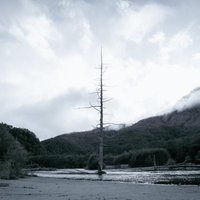 山々に囲まれた川辺にそびえ立つ枯れ木と霧の風景の写真