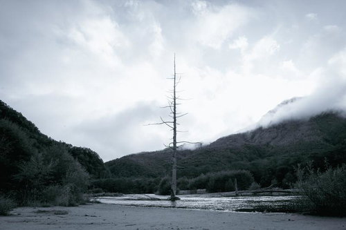 山々に囲まれた川辺にそびえ立つ枯れ木と霧の風景