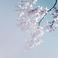 儚げな桜が青空に咲く春の満開の花々の写真