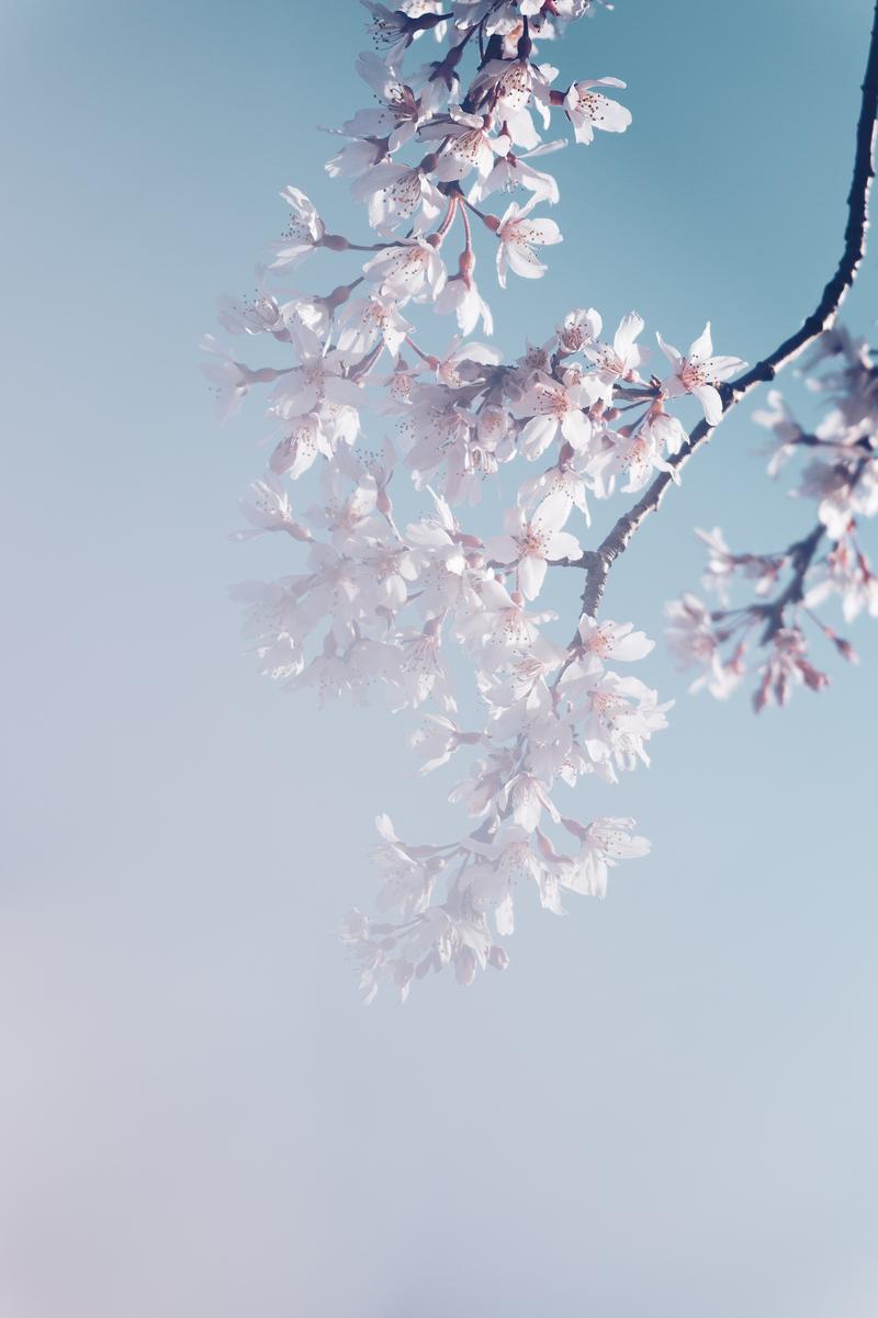 青空に映える薄紅色の桜の花が枝一面に満開に咲いている写真