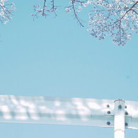 桜の枝がかかるガードレール沿いの春景色、青空背景の満開の花の写真