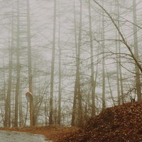 山道に立ち込める濃霧と雑木林、冬の落ち葉積もる景色の写真