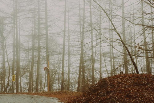 山道に立ち込める濃霧と雑木林、冬の落ち葉積もる景色