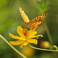 黄色いコスモスの蜜を吸うモンキチョウの接近撮影の写真