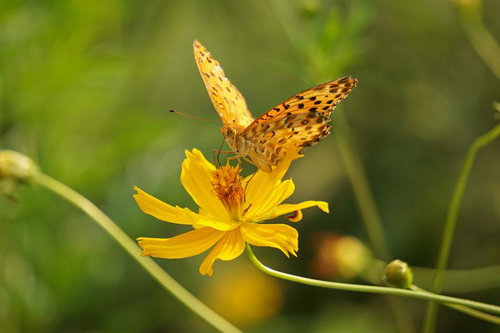 黄色いコスモスの蜜を吸うモンキチョウの接近撮影