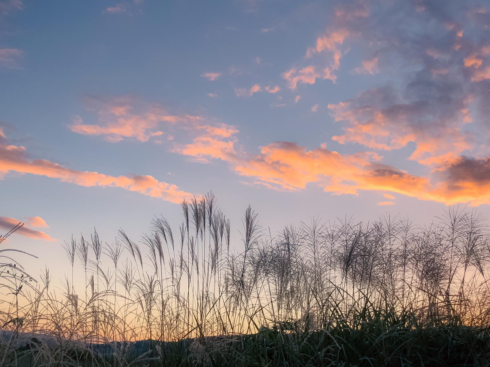 秋の夕暮れ時、夕焼け空を背景にヨシの穂が群生している風景