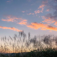 秋の夕暮れ時に穂を揺らすヨシ(葦)の群生風景の写真
