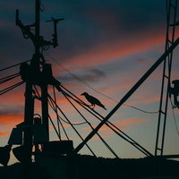 朝焼けの港に浮かぶ電柱とカラスのシルエットの写真