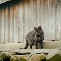 古い町並みに溶け込む黒猫の姿 - 木造建築と路地の風景の写真