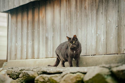 古い町並みに溶け込む黒猫の姿 - 木造建築と路地の風景
