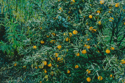 熟れた果実がたわわに実る温州みかん畑の収穫風景