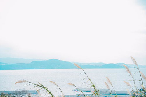 海沿いの高台から靡く茅と島々の景色