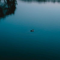 静かな湖面に浮かぶ1羽の鴨と波紋の写真