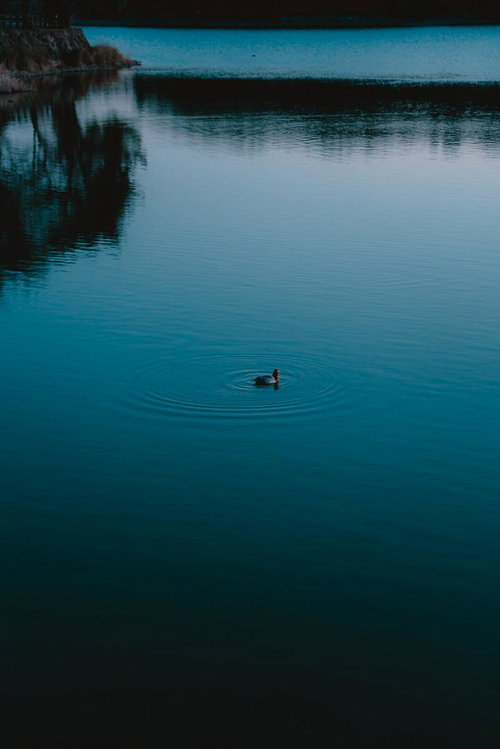 静かな湖面に浮かぶ1羽の鴨と波紋