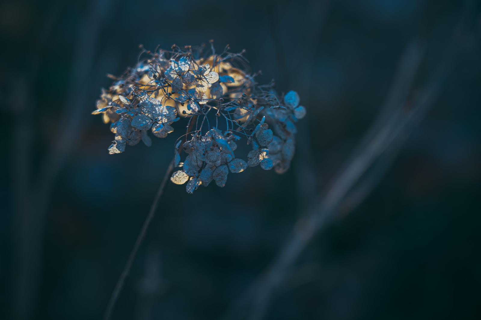枯れたアジサイの花穂のクローズアップ