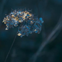 枯れながらも美しさを残す紫陽花の写真
