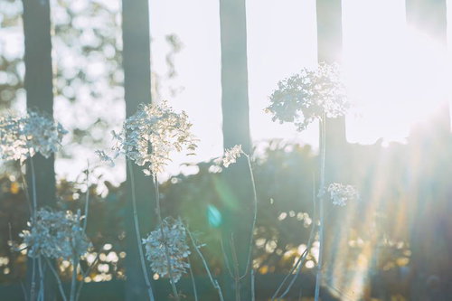 枯れたアジサイが逆光で陽光に透ける、秋冬の季節の趣