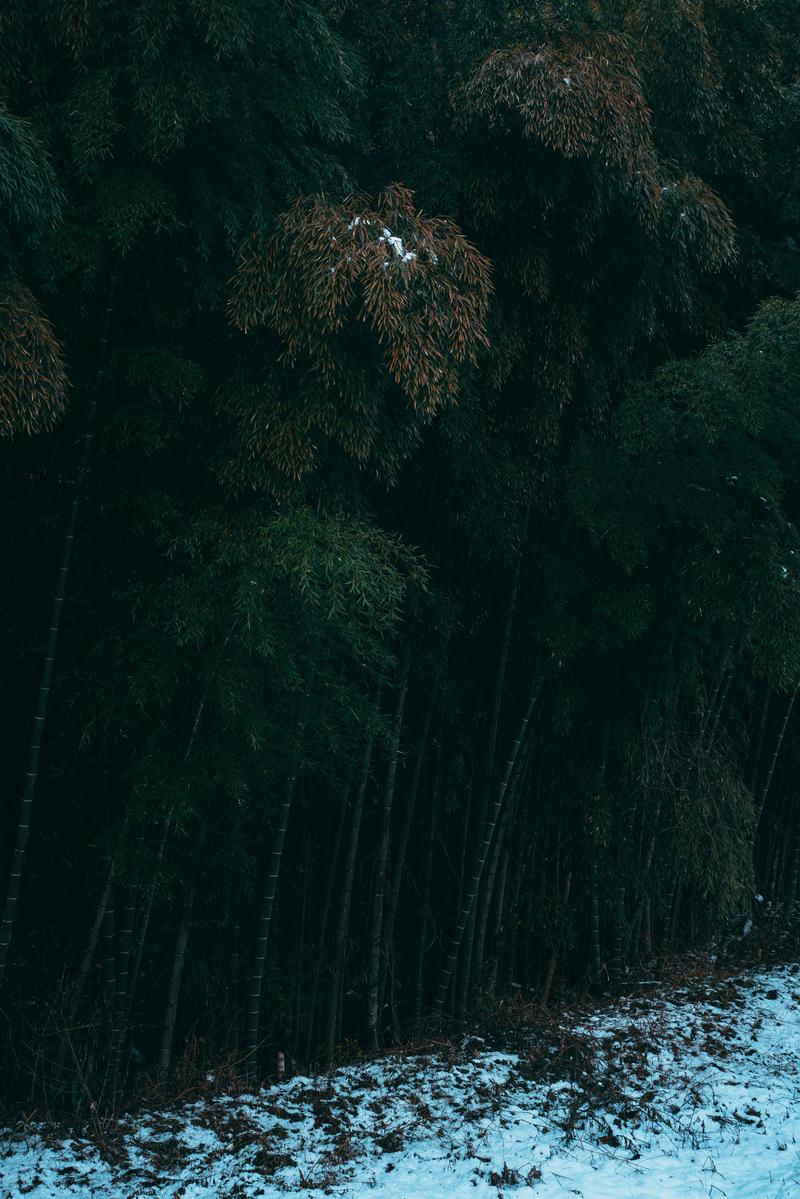 冬の雪が積もった竹林。緑の竹の幹が並び、一部の枝に雪がかかっている