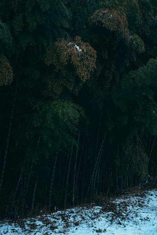 冬の訪れを感じさせる雪化粧した竹林の樹氷風景