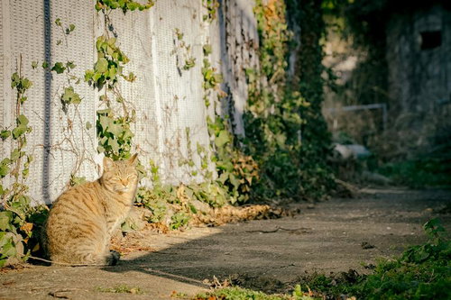 陽だまりの中でのんびり過ごす野良猫