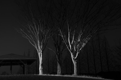 夜の街灯に照らされる樹木