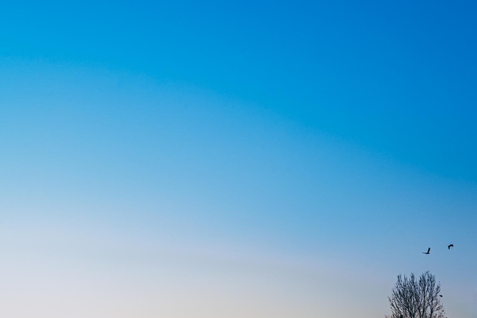夕暮れ時の青い空を飛ぶ野鳥たち