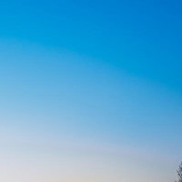 夕暮れと鳥たちの飛翔～青空を舞う野鳥たちの写真