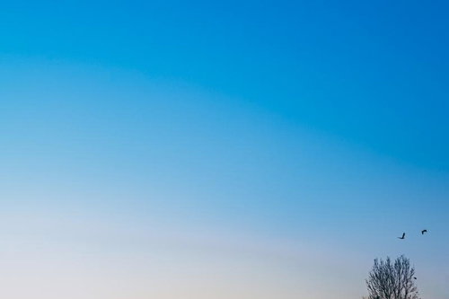 夕暮れと鳥たちの飛翔～青空を舞う野鳥たち