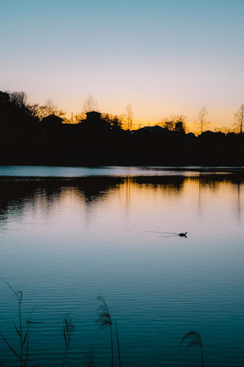 夕暮れの唯摩池に浮かぶ一羽のカモ - 夕焼けの湖面風景