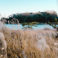 静寂の湖畔に風に揺れるススキと冬枯れの景色の写真