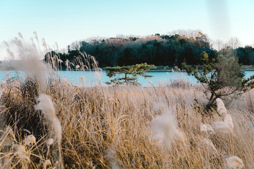 静寂の湖畔に風に揺れるススキと冬枯れの景色
