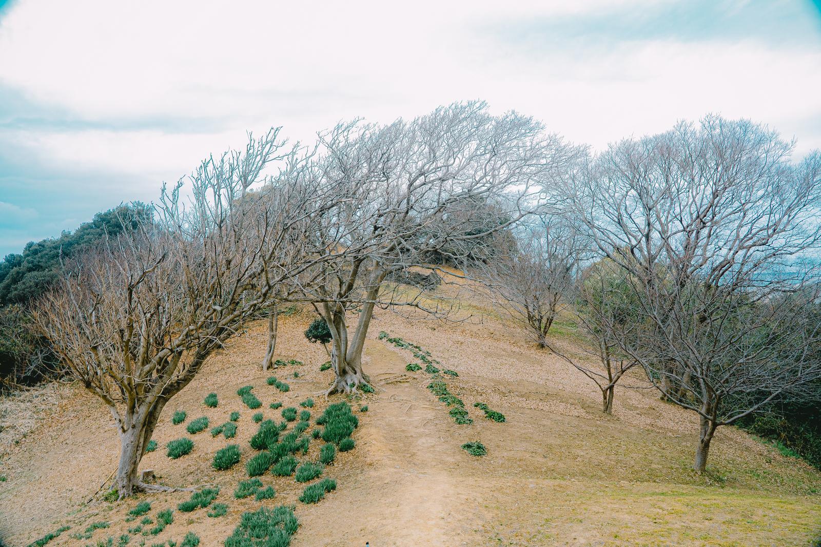 和歌山県雑賀崎台場の丘陵地に立つ裸木と砂地の風景