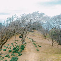 和歌山県雑賀崎台場から見える寒空と樹々の景色の写真